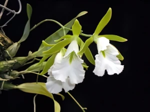 Bild von Euchile mariae 1